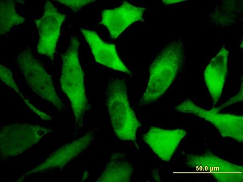 Monoclonal Anti-DPYSL5 antibody produced in mouse clone 2D10, purified immunoglobulin, buffered aqueous solution