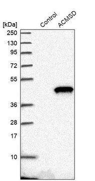 Anti-ACMSD antibody produced in rabbit Prestige Antibodies&#174; Powered by Atlas Antibodies, affinity isolated antibody, buffered aqueous glycerol solution