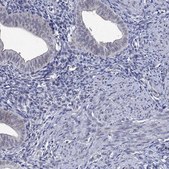 Anti-DDX3Y antibody produced in rabbit Prestige Antibodies&#174; Powered by Atlas Antibodies, affinity isolated antibody, buffered aqueous glycerol solution