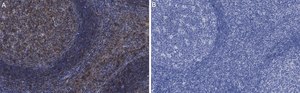 Anti-Syk Antibody, clone 2G22 ZooMAb&#174; Rabbit Monoclonal recombinant, expressed in HEK 293 cells