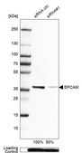 Monoclonal Anti-EPCAM antibody produced in mouse Prestige Antibodies&#174; Powered by Atlas Antibodies, clone CL6259, purified immunoglobulin, buffered aqueous glycerol solution