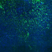 Visikol&#174; HISTO&#8482; Permeabilization Buffer
