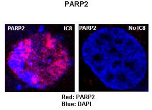 Anti-PARP2 affinity isolated antibody