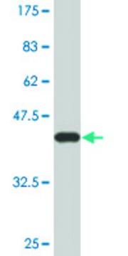 Monoclonal Anti-C3 antibody produced in mouse clone 5F9, ascites fluid