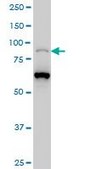 Monoclonal Anti-PCAF antibody produced in mouse clone 1H2, purified immunoglobulin, buffered aqueous solution