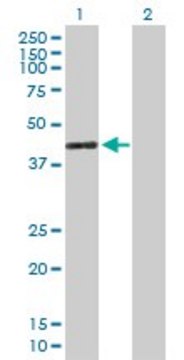 Anti-GIMAP4 antibody produced in mouse IgG fraction of antiserum, buffered aqueous solution