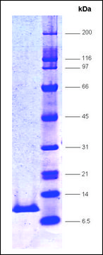 HIV Protease, His tagged,recombinant from HIV-1 recombinant, expressed in E. coli, &#8805;85% (SDS-PAGE)