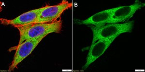 Anti-YB1 Antibody, clone 1G7 ZooMAb&#174; Rabbit Monoclonal recombinant, expressed in HEK 293 cells