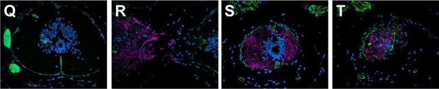 Anti-Laminin antibody produced in rabbit 0.5&#160;mg/mL, affinity isolated antibody, buffered aqueous solution