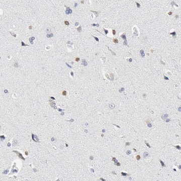 Anti-SALL2 antibody produced in rabbit Prestige Antibodies&#174; Powered by Atlas Antibodies, affinity isolated antibody, buffered aqueous glycerol solution