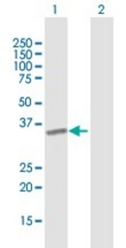 Anti-ICAM4 antibody produced in mouse purified immunoglobulin, buffered aqueous solution