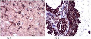 Anti-Calnexin Antibody from rabbit, purified by affinity chromatography
