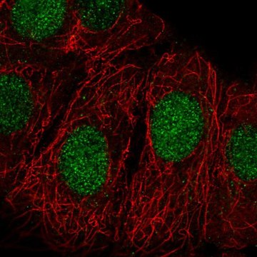 Anti-ZRANB3 antibody produced in rabbit Prestige Antibodies&#174; Powered by Atlas Antibodies, affinity isolated antibody