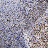 Anti-IRF8 antibody produced in rabbit Prestige Antibodies&#174; Powered by Atlas Antibodies, affinity isolated antibody, buffered aqueous glycerol solution