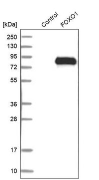 Anti-FOXO1 antibody produced in rabbit Prestige Antibodies&#174; Powered by Atlas Antibodies, affinity isolated antibody, buffered aqueous glycerol solution