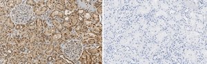Anti-RBPMS Antibody, clone 1E16 ZooMAb&#174; Rabbit Monoclonal recombinant, expressed in HEK 293 cells