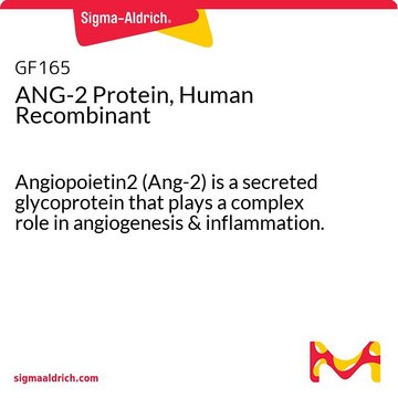 ANG-2 Protein, Human Recombinant Angiopoietin2 (Ang-2) is a secreted glycoprotein that plays a complex role in angiogenesis &amp; inflammation.