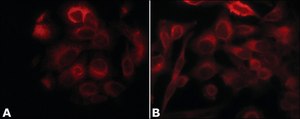 Anti-STIM1 (N-terminal) antibody produced in rabbit ~1&#160;mg/mL, affinity isolated antibody, buffered aqueous solution