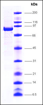 STAT4 human recombinant, expressed in insect cells, &#8805;85% (SDS-PAGE)