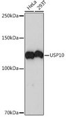 Anti-USP10 antibody produced in rabbit