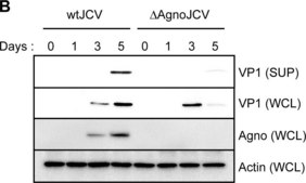 Anti-Actin Antibody, clone C4 clone C4, Chemicon&#174;, from mouse