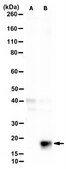 Anti-FAT10 Antibody, clone 4F1