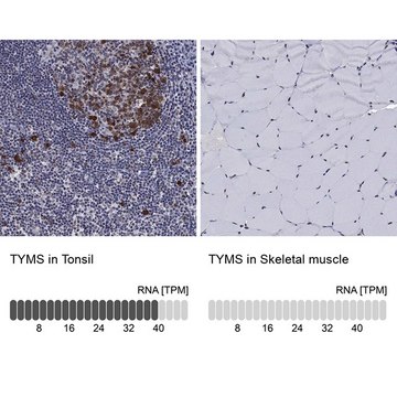 Anti-TYMS antibody produced in rabbit Prestige Antibodies&#174; Powered by Atlas Antibodies, affinity isolated antibody, buffered aqueous glycerol solution