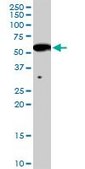 Anti-INHBB antibody produced in rabbit purified immunoglobulin, buffered aqueous solution