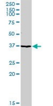 Anti-TFPI antibody produced in rabbit purified immunoglobulin, buffered aqueous solution