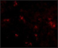 Anti-SYPL2 antibody produced in rabbit affinity isolated antibody, buffered aqueous solution
