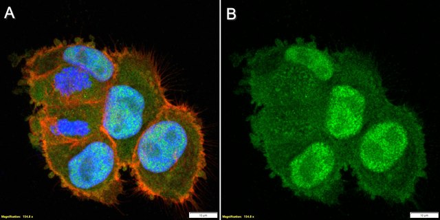 Anti-CDC20 Antibody, clone 2C9 ZooMAb&#174; Rabbit Monoclonal recombinant, expressed in HEK 293 cells
