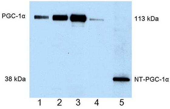 Anti-PGC-1&#945; Mouse mAb (4C1.3) liquid, clone 4C1.3, Calbiochem&#174;