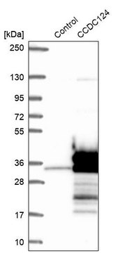 Anti-CCDC124 antibody produced in rabbit Prestige Antibodies&#174; Powered by Atlas Antibodies, affinity isolated antibody, buffered aqueous glycerol solution