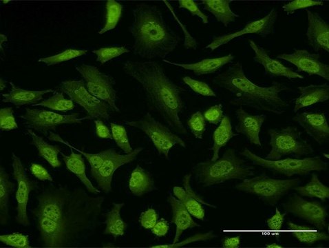 Monoclonal Anti-EIF4EBP3 antibody produced in mouse clone 1E3, purified immunoglobulin, buffered aqueous solution