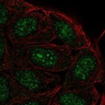Anti-FAM193B antibody produced in rabbit Prestige Antibodies&#174; Powered by Atlas Antibodies, affinity isolated antibody, buffered aqueous glycerol solution