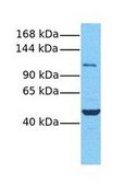 Anti-TRPC4 antibody produced in rabbit affinity isolated antibody