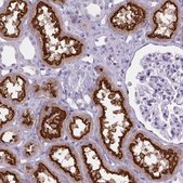 Anti-CUBN Prestige Antibodies&#174; Powered by Atlas Antibodies, affinity isolated antibody