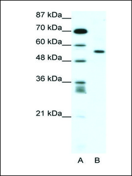 Anti-RUNX2 (AB1) antibody produced in rabbit IgG fraction of antiserum