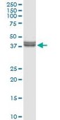 Anti-INHBE antibody produced in rabbit purified immunoglobulin, buffered aqueous solution