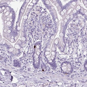 Anti-GLP2R antibody produced in rabbit Prestige Antibodies&#174; Powered by Atlas Antibodies, affinity isolated antibody, buffered aqueous glycerol solution