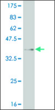 ANTI-MEOX1 antibody produced in mouse clone 1D10, purified immunoglobulin, buffered aqueous solution