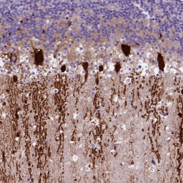 Anti-ARHGEF33 antibody produced in rabbit Prestige Antibodies&#174; Powered by Atlas Antibodies, affinity isolated antibody