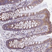 Anti-MGME1 antibody produced in rabbit Prestige Antibodies&#174; Powered by Atlas Antibodies, affinity isolated antibody, buffered aqueous glycerol solution