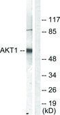 Anti-AKT antibody produced in rabbit affinity isolated antibody