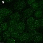 Anti-Interferon &#945;-2 Antibody, clone 1E13 ZooMAb&#174; Rabbit Monoclonal recombinant, expressed in HEK 293 cells