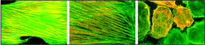 Monoclonal Anti-Actin, &#945;-Smooth Muscle clone 1A4, ascites fluid