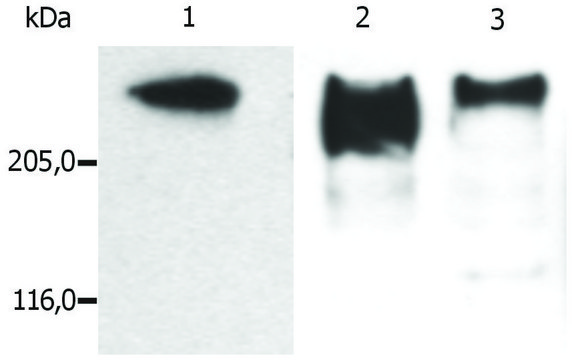 Monoclonal Anti-MAP2 antibody produced in mouse clone MT-01