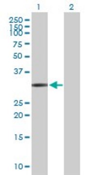 Anti-FCN1 antibody produced in rabbit purified immunoglobulin, buffered aqueous solution