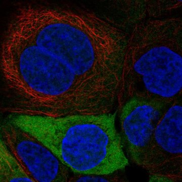 Anti-ENO1 antibody produced in rabbit Prestige Antibodies&#174; Powered by Atlas Antibodies, affinity isolated antibody