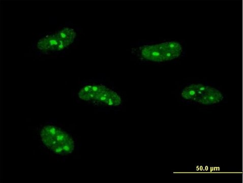 Monoclonal Anti-PWP1 antibody produced in mouse clone 3A11, purified immunoglobulin, buffered aqueous solution